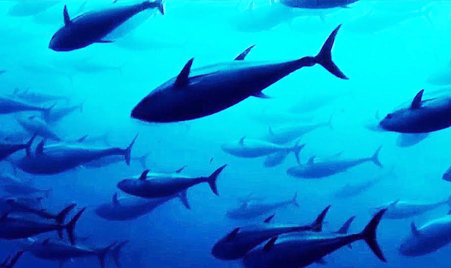 Il Tonno Bluefin